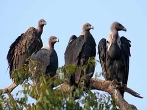 अंतरराष्ट्रीय गिद्ध जागरूकता दिवस : हमेशा हुआ बदनाम, यह पक्षी प्रकृति के लिए वरदान