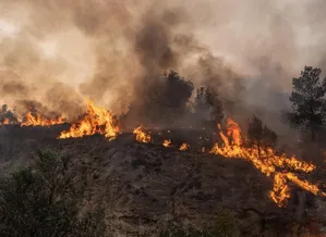 पुर्तगाल के जंगलों में लगी आग, सात की मौत