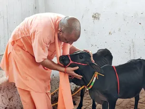 गोरखपुर मंदिर की गौशाला में आई पुंगनूर नस्ल की गाय, सीएम योगी ने खूब दुलारा